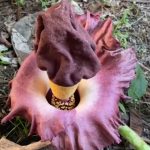 WhatsApp Image 2025-11-22 at 09.31.20